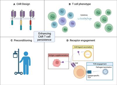 Strategies for enhancing CAR T cell expansion and persistence in HIV infection